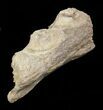 Tylosaurus Jaw Section - Smoky Hill Chalk, Kansas #49864-2
